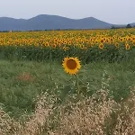 아파트 Podere Feltrino *