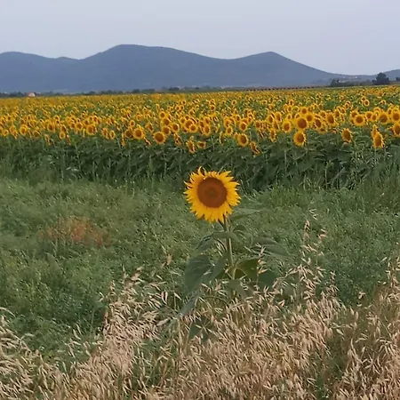 公寓 Podere Feltrino *